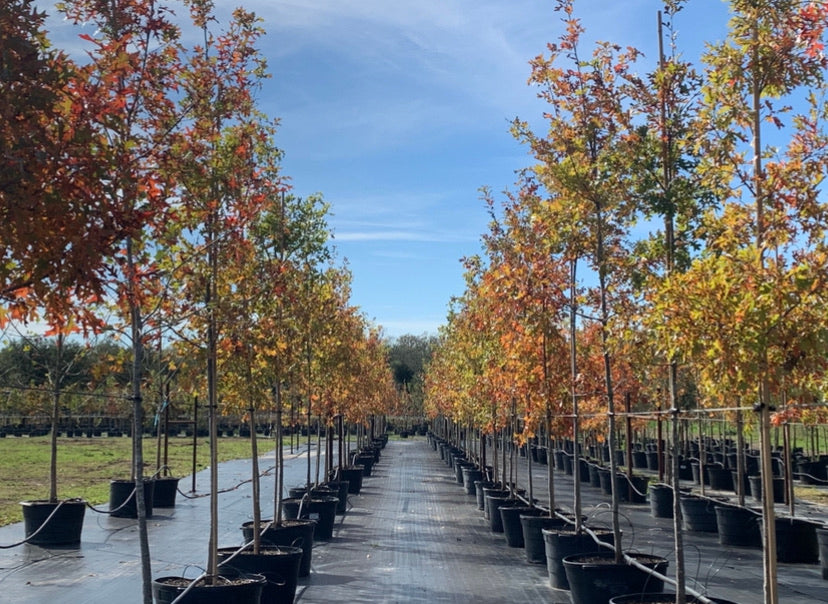 Oak Trees For Sale Texas Tree Farms