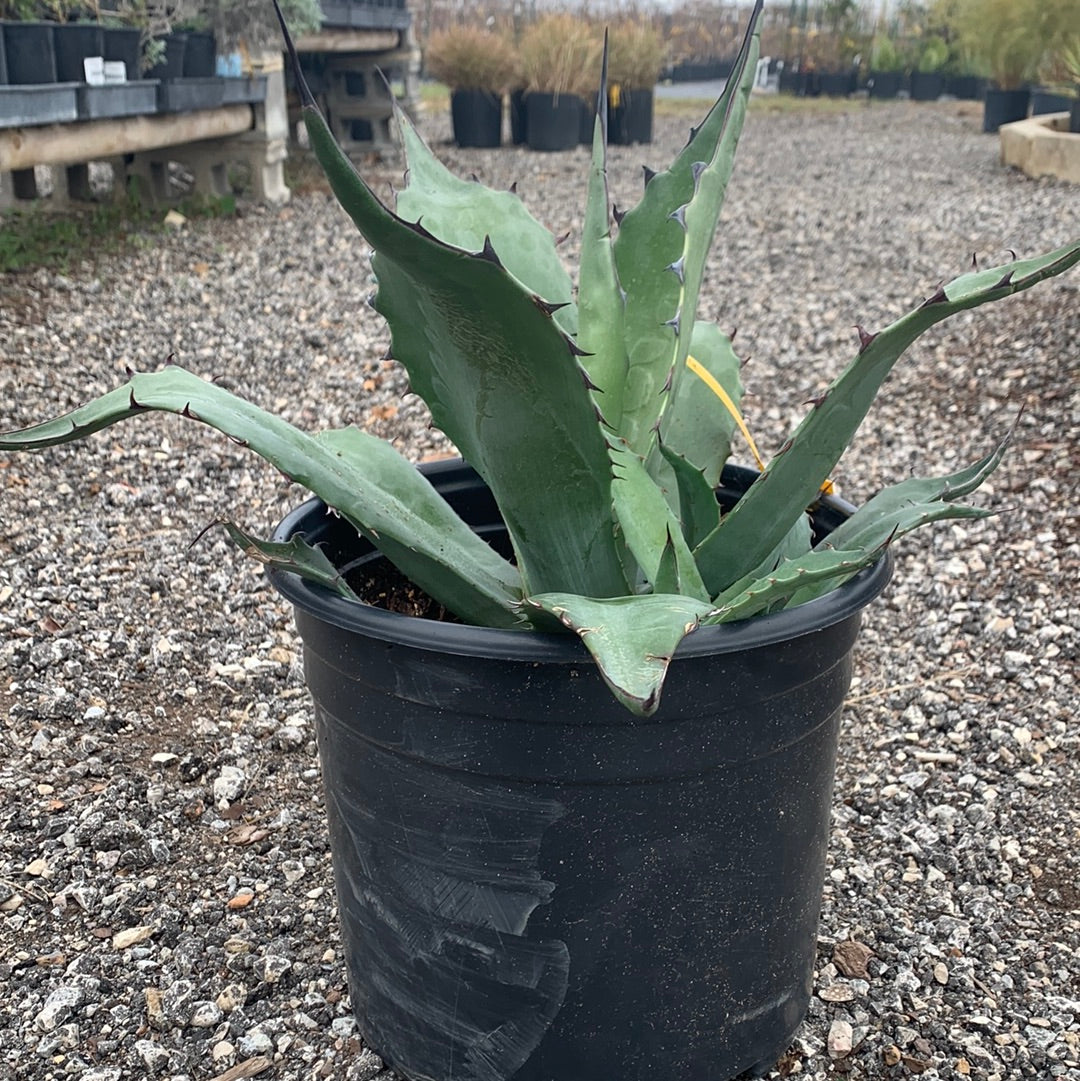 アガベ　ブルーベルジャイアント アガベブルーベルジャイアントの成長 | ドライガーデン&金魚