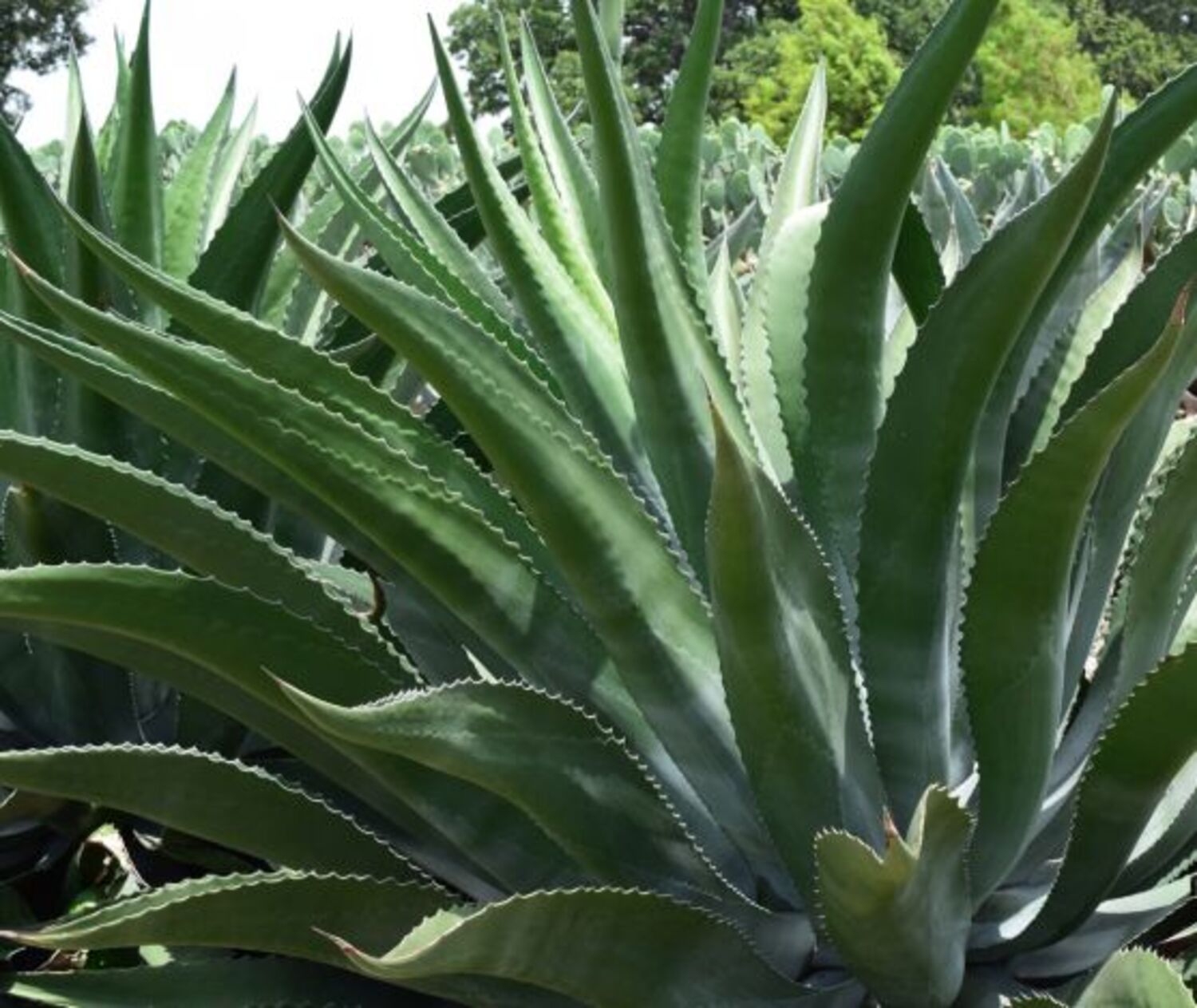 Agave salmiana 'Green Giant' – Texas Tree Farms