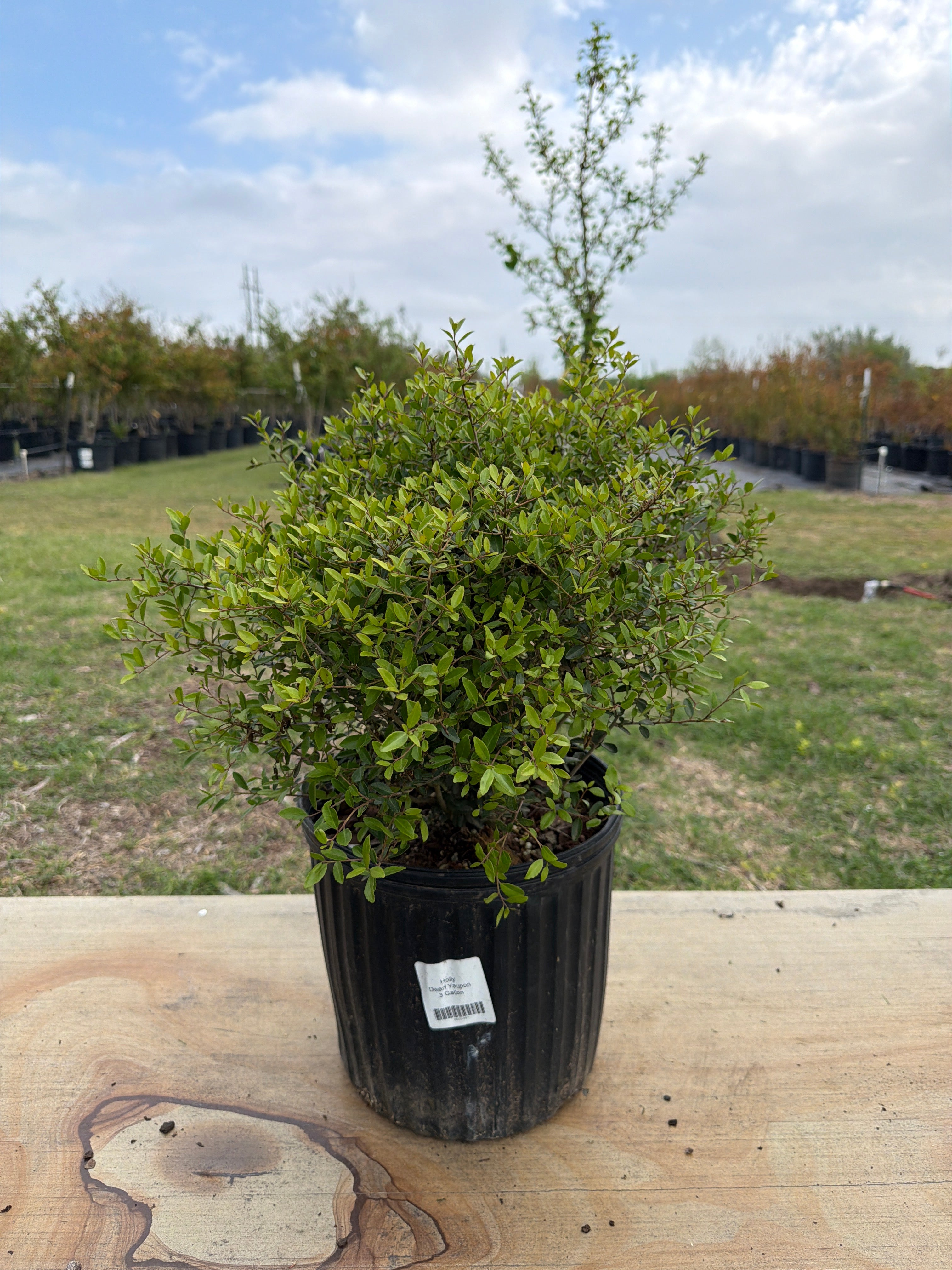 potted holly plant Dwarf Yaupon Holly For Sale