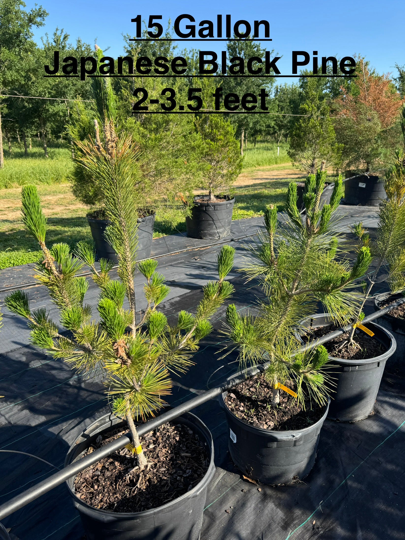 Pine Japanese Black – Texas Tree Farms