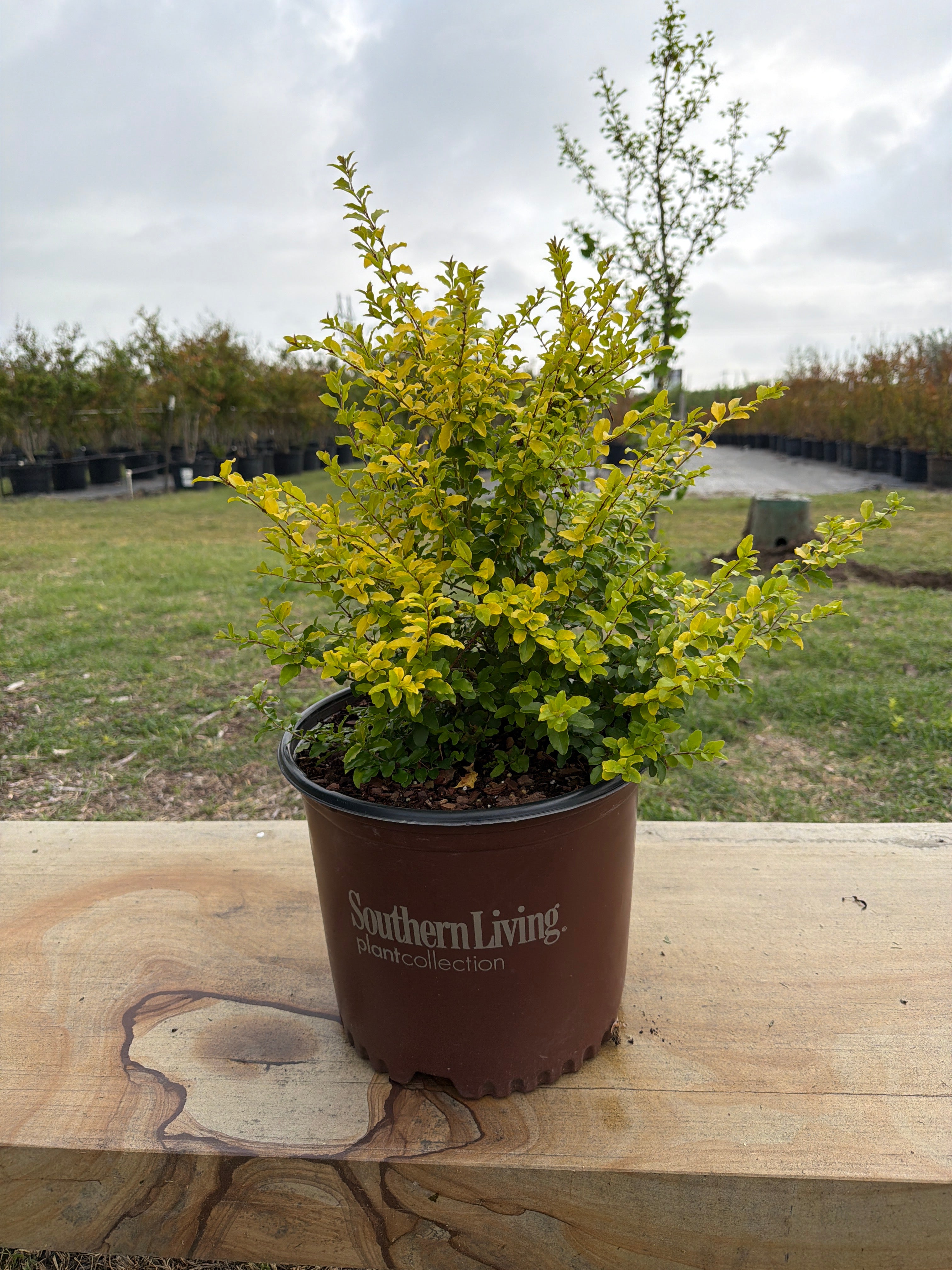 sunshine plant house beaumont tx Ligustrum Sunshine – Texas Tree Farms