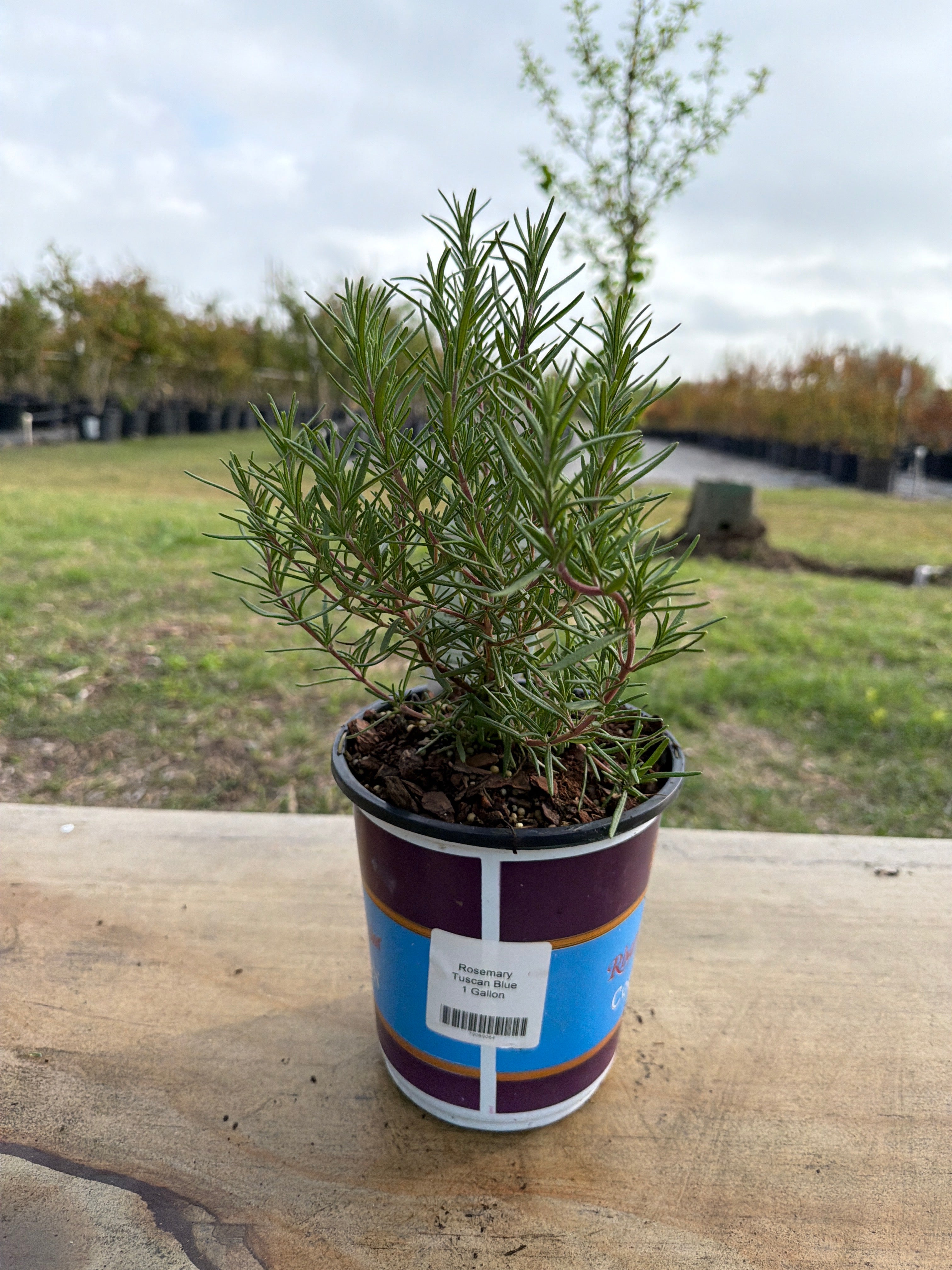 Tuscan Blue Rosemary
