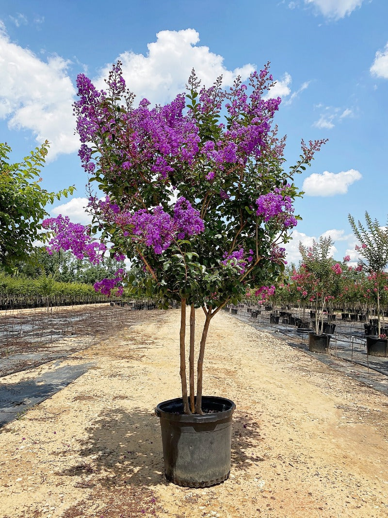 Purple Crape Myrtles For Sale