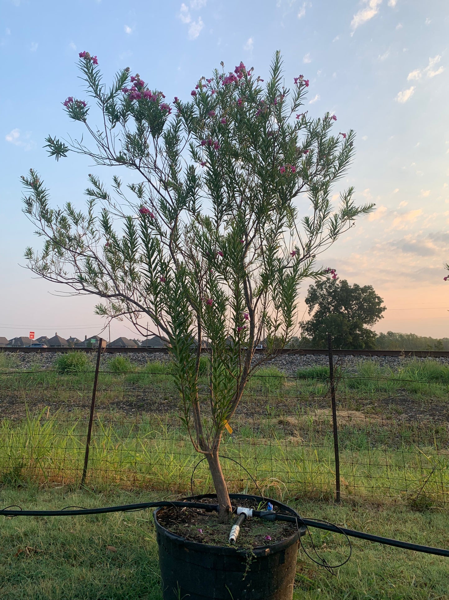 Desert Willow