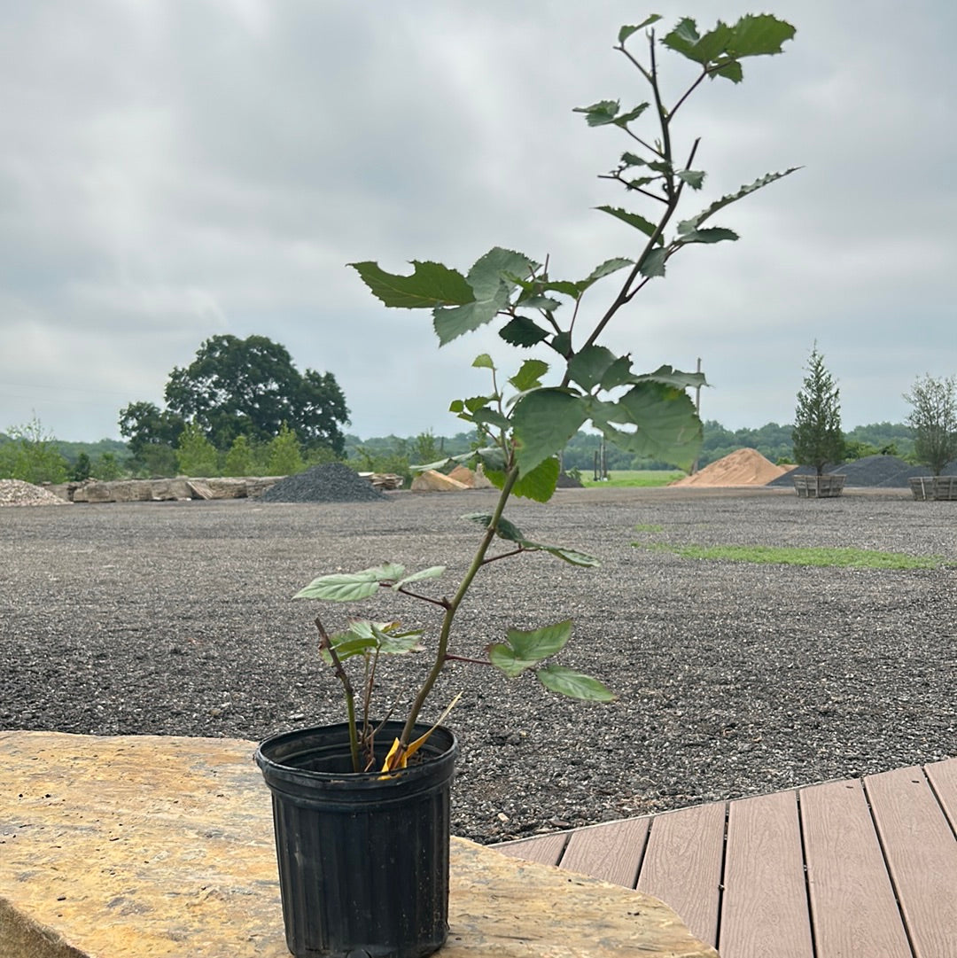 Blackberry Ouachita Texas Tree Farms