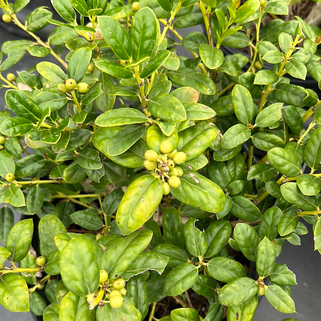 Dwarf Burford Holly