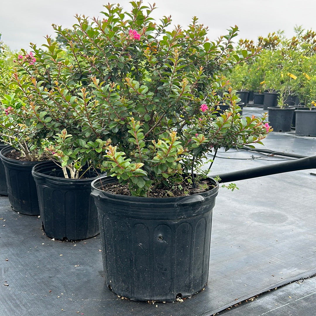 Crape Myrtle Pocomoke