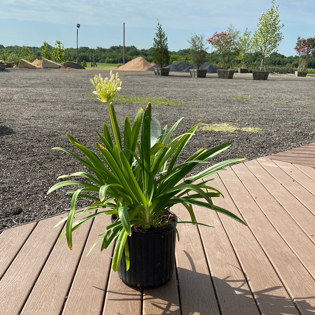 Agapanthus Getty White