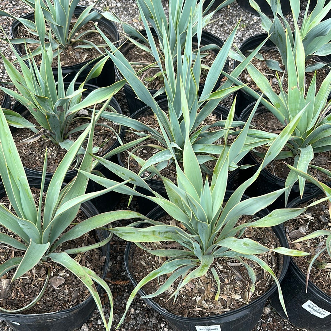 Yucca Twist Leaf Blue