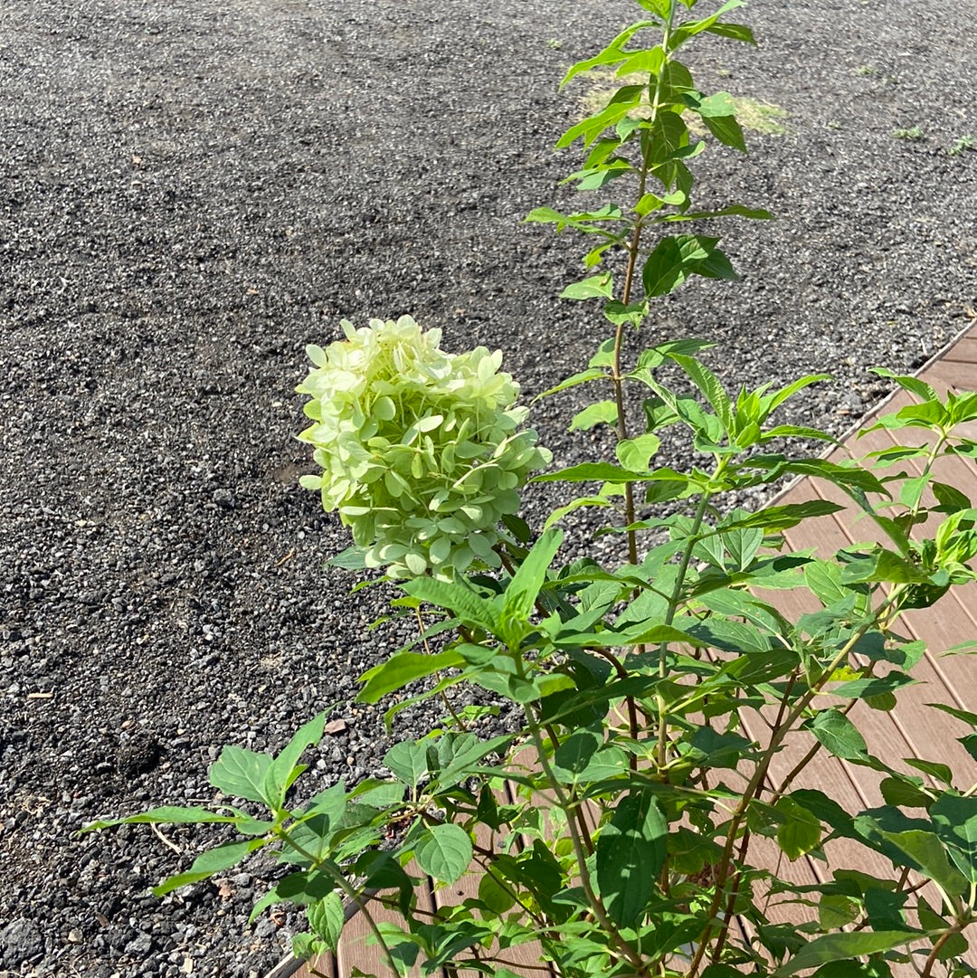 Hydrangea Limelight