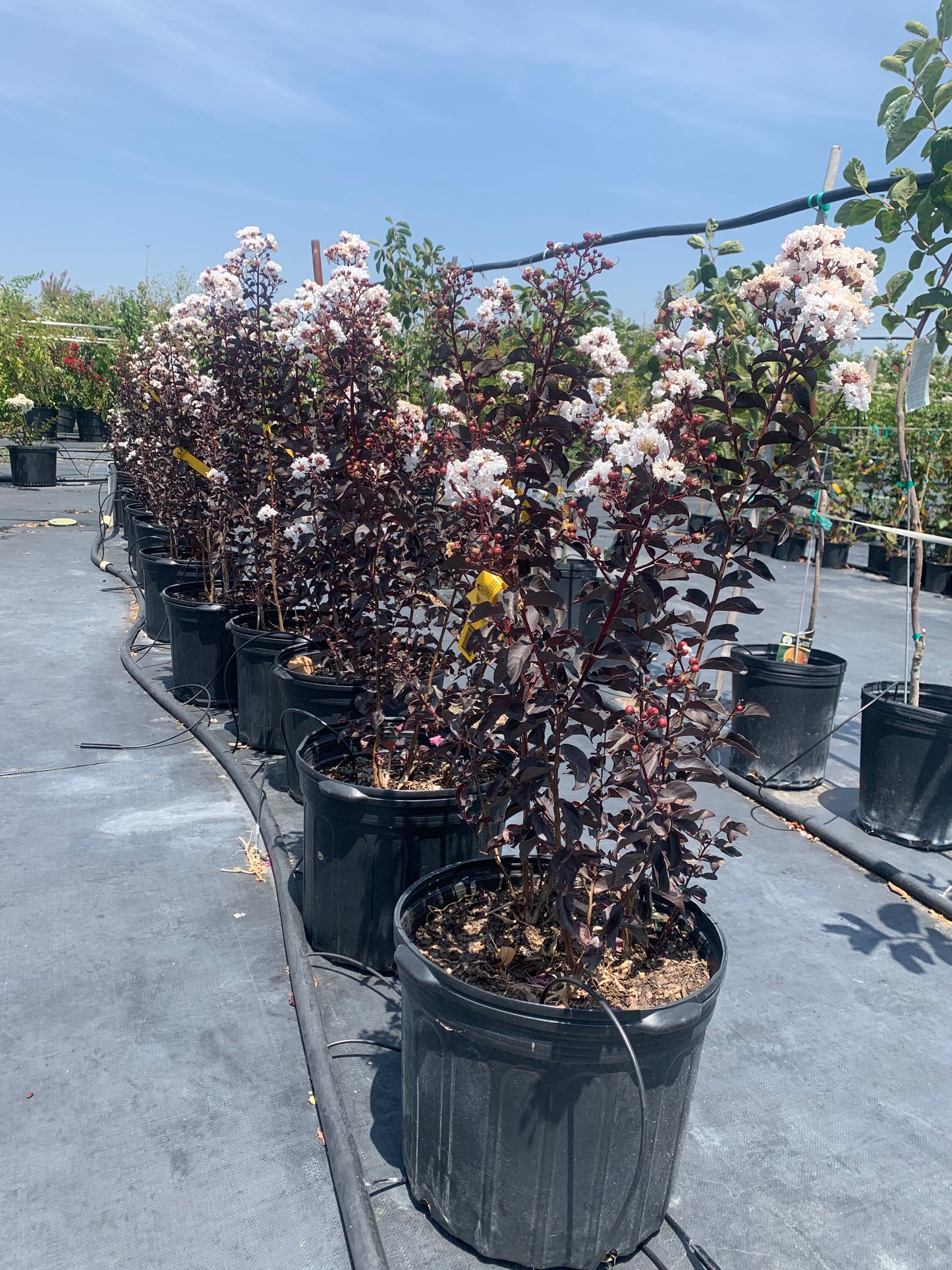 Crape Myrtle Black Diamond Pure White