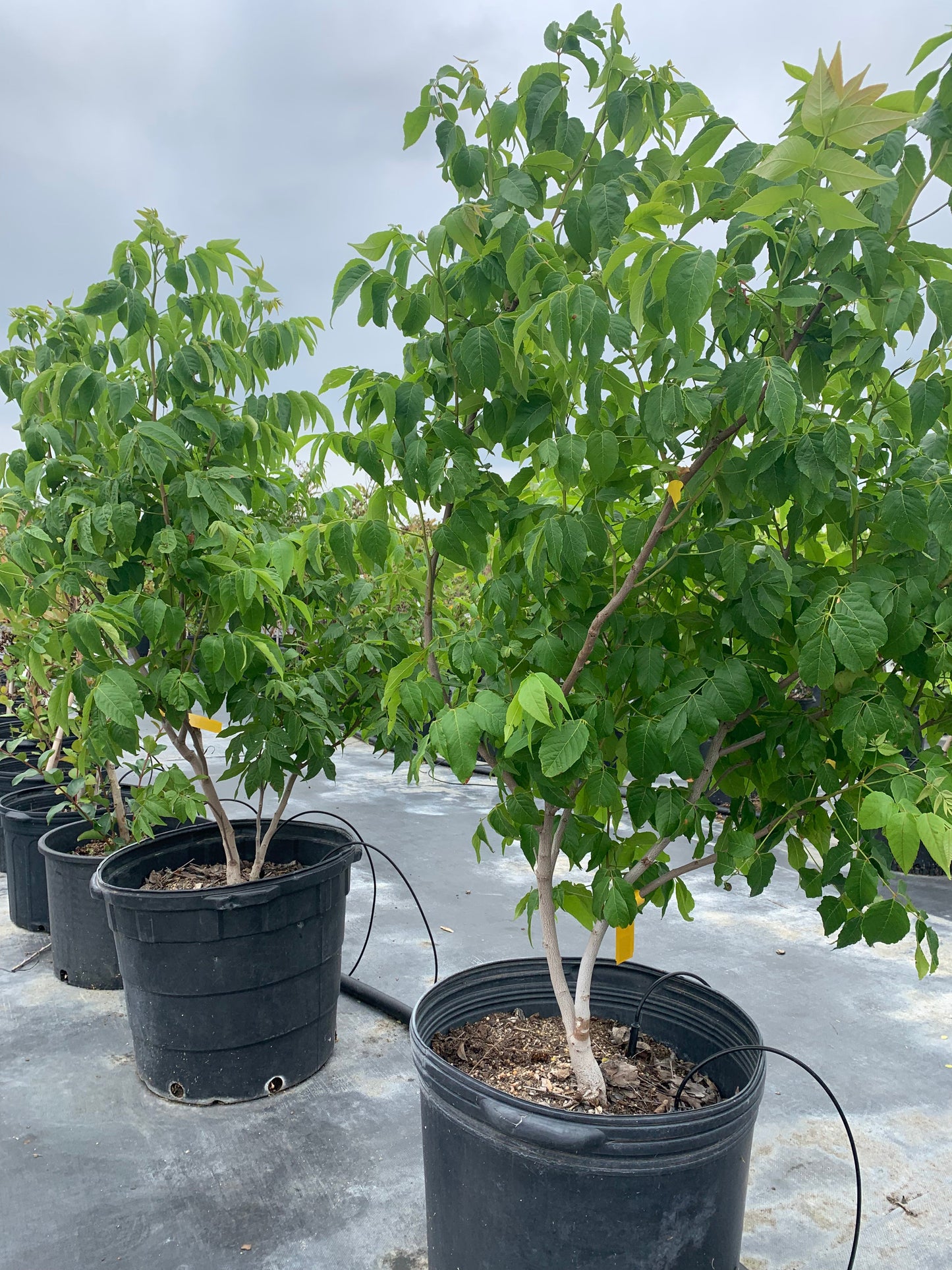 Mexican Buckeye Texas Native