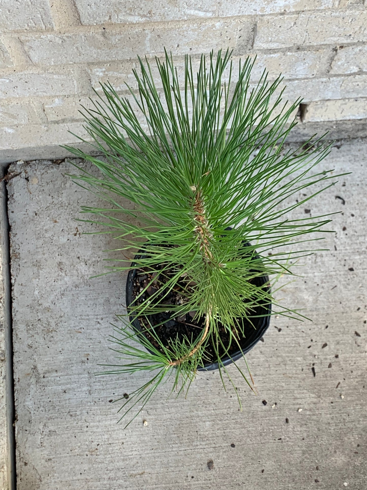 1 Gallon Loblolly Pine Tree