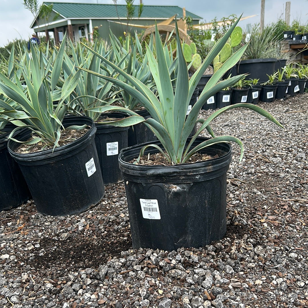 Yucca Twist Leaf Blue
