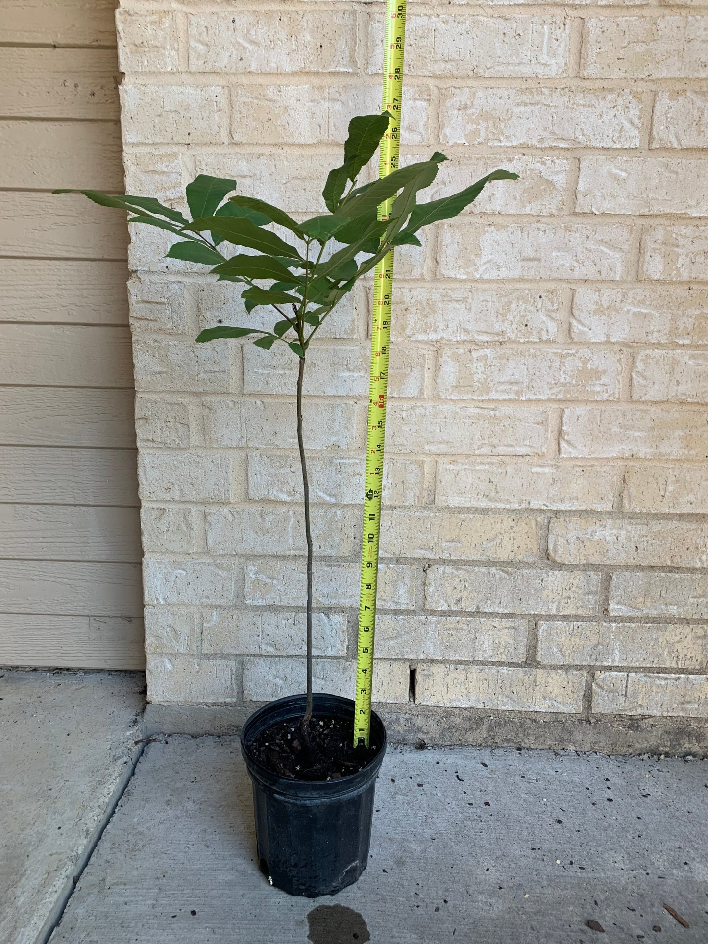 1 Gallon Pecan Tree