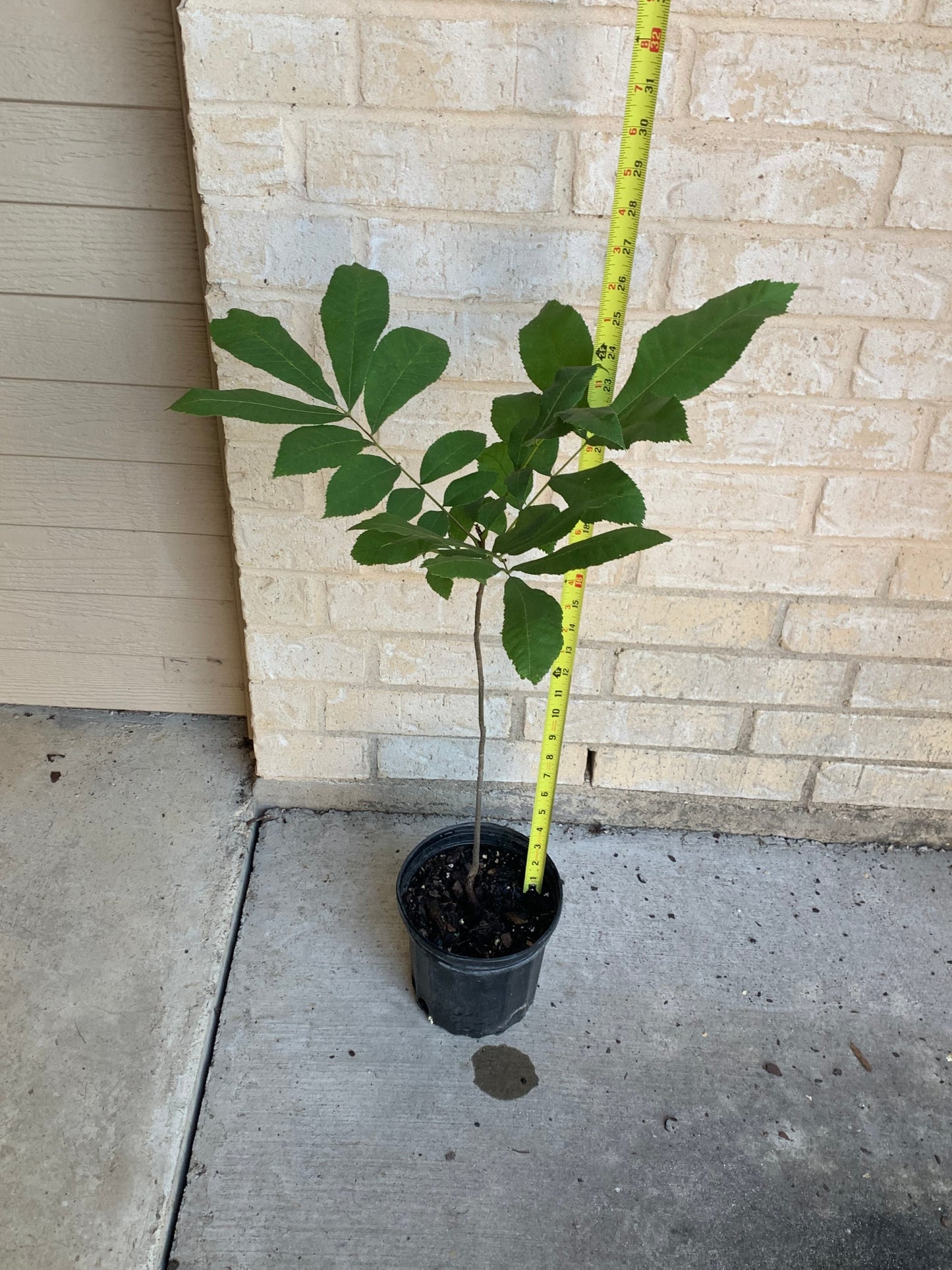 1 Gallon Pecan Tree