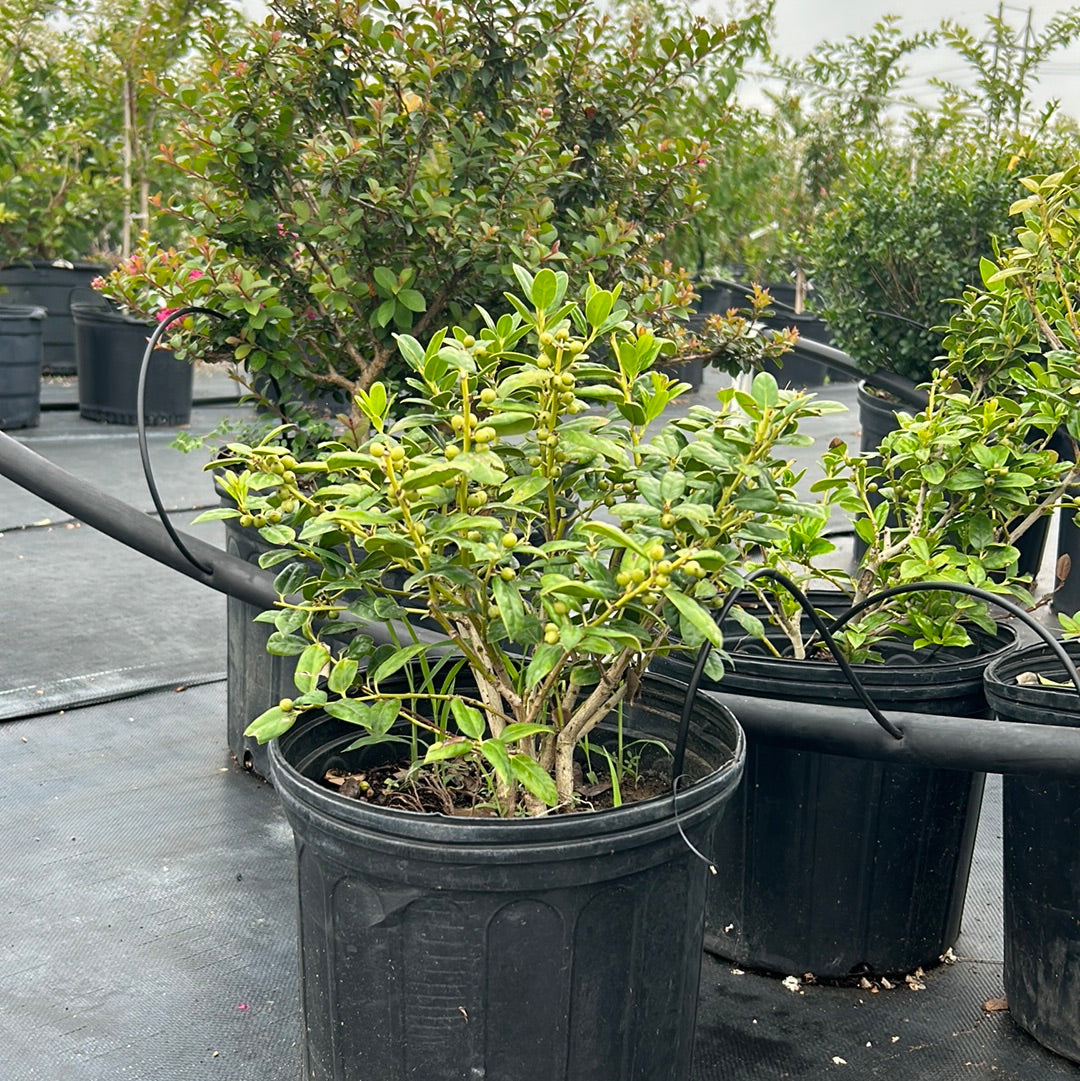 Dwarf Burford Holly