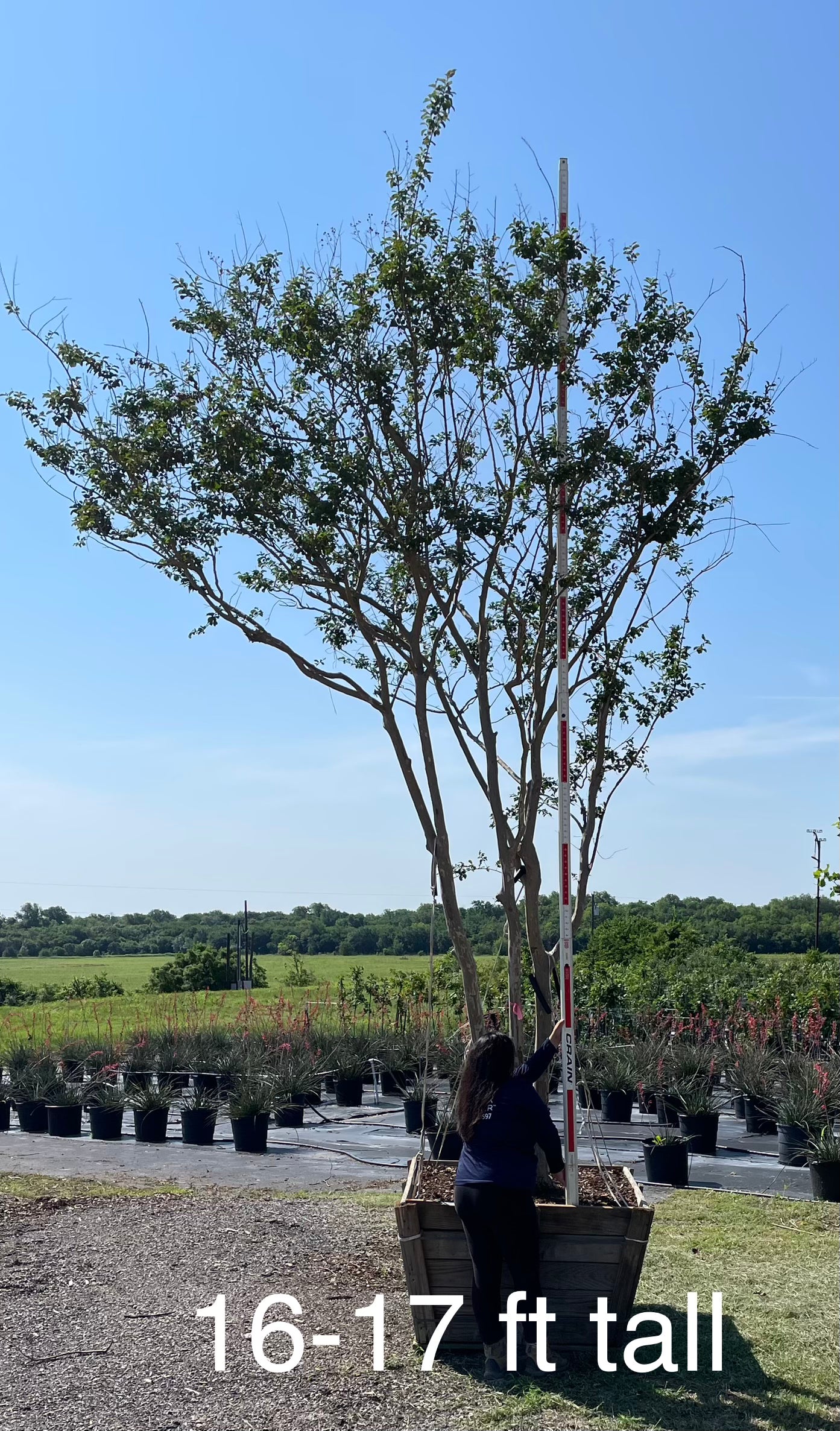 Crape Myrtle