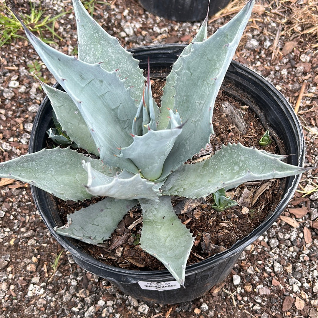 Agave Americana