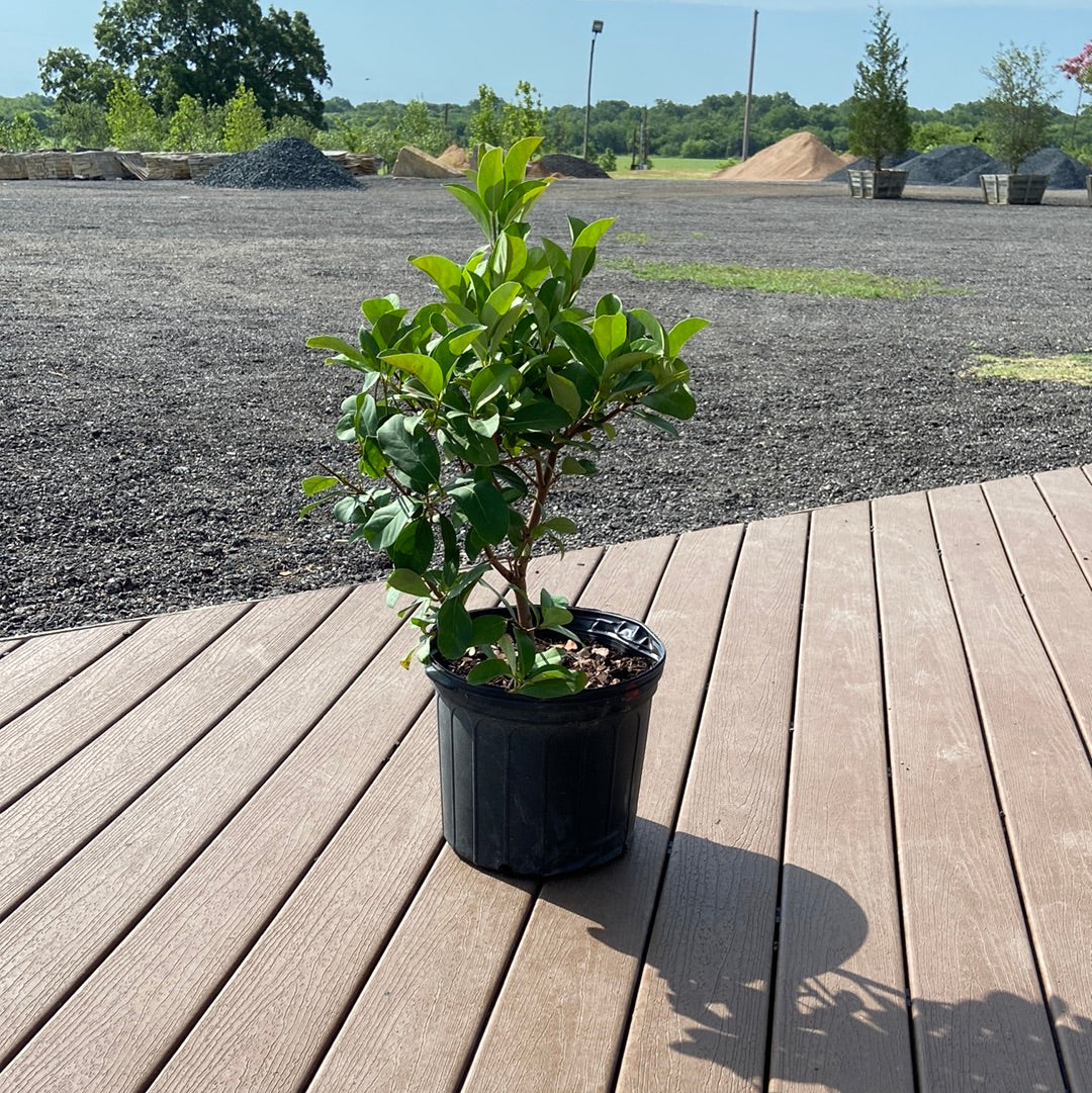 Viburnum Sweet