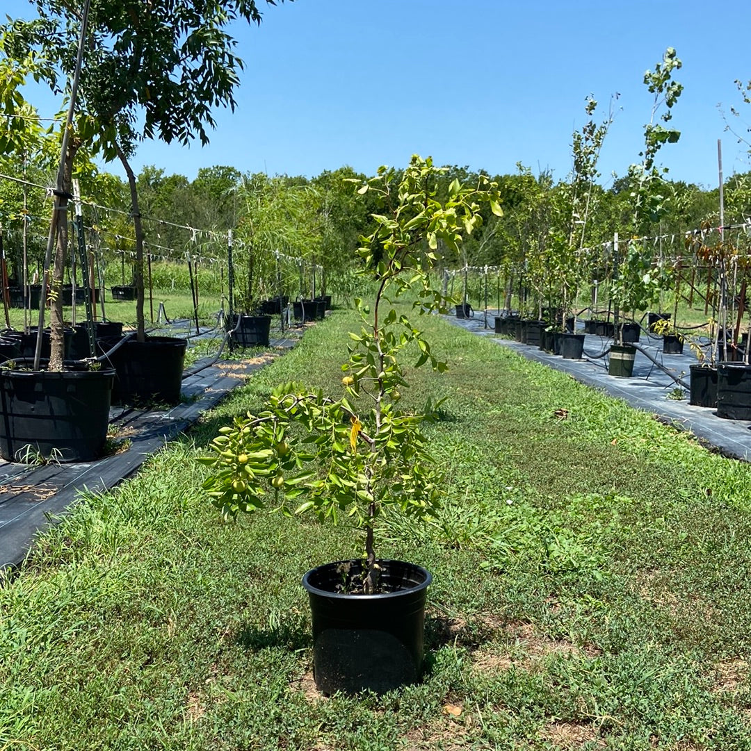 Jujube Contorted Texas Tree Farms