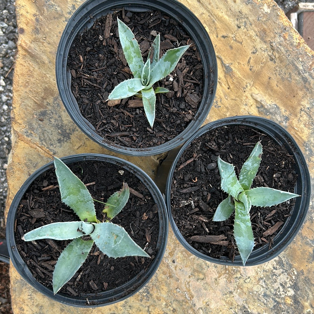 Agave Americana