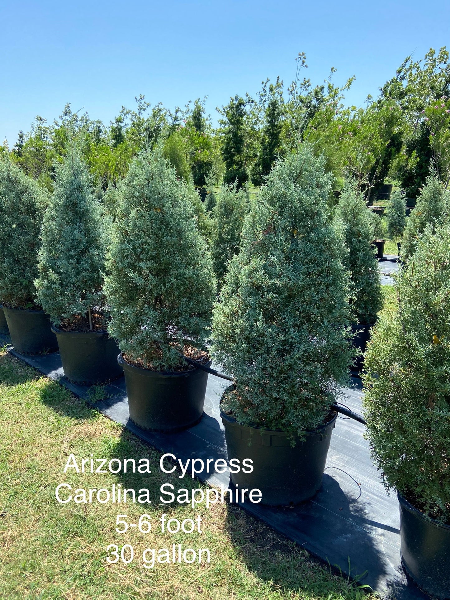 Arizona Cypress Carolina Sapphire