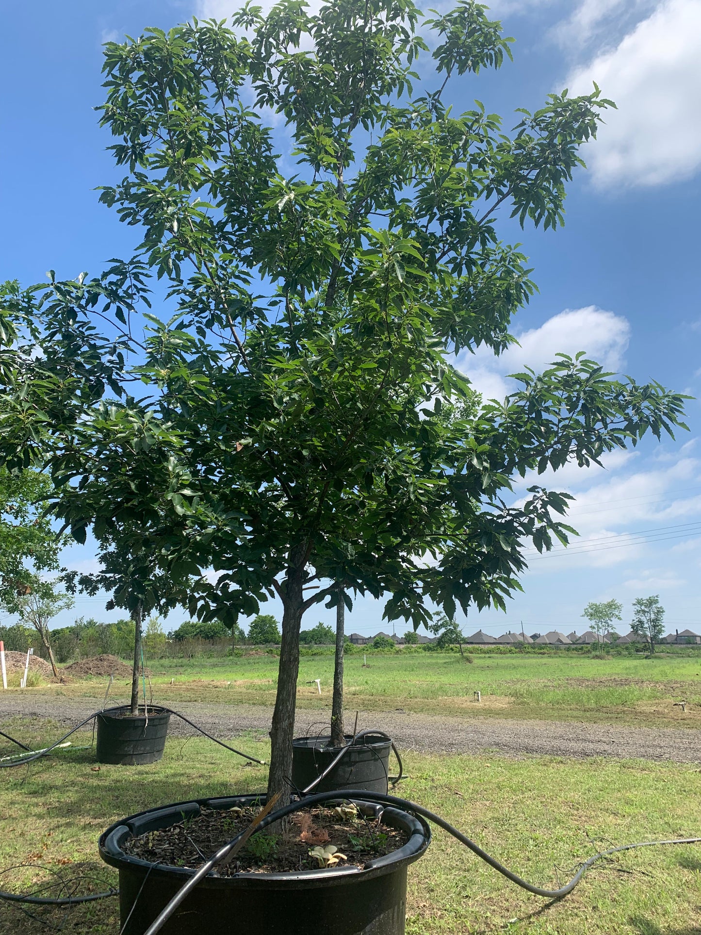 Chinquapin / Chinkapin Oak