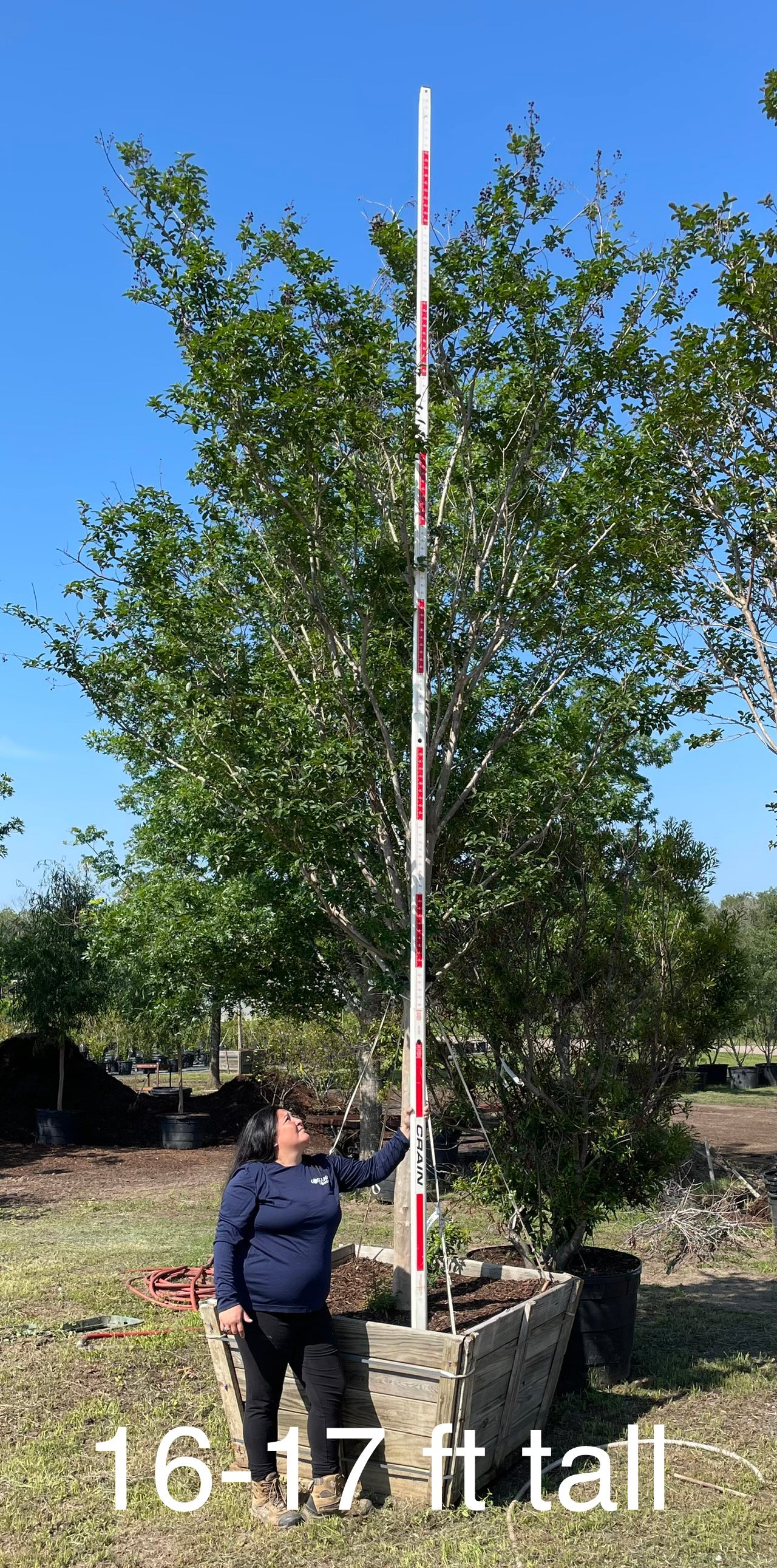 Crape Myrtle – Texas Tree Farms