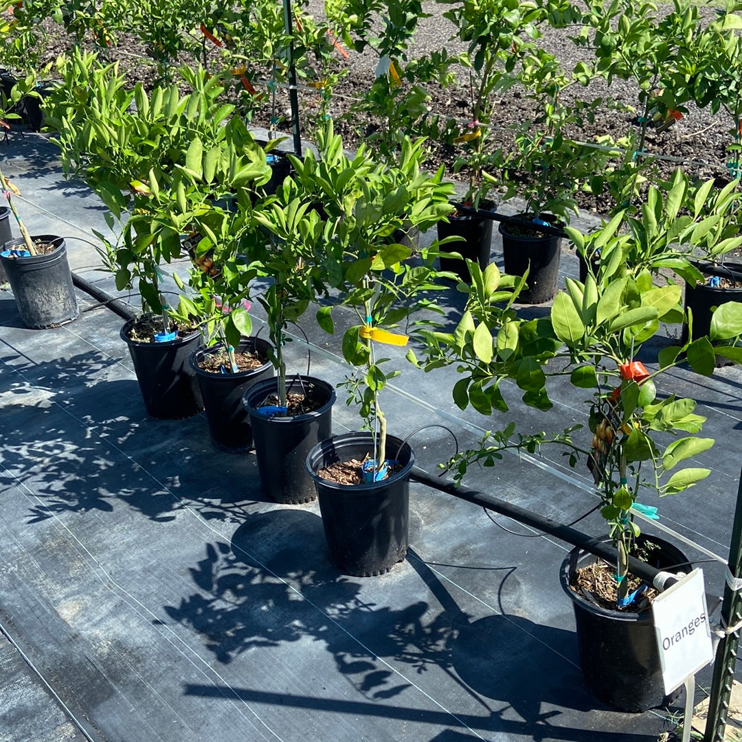 Orange Frost Satsuma – Texas Tree Farms