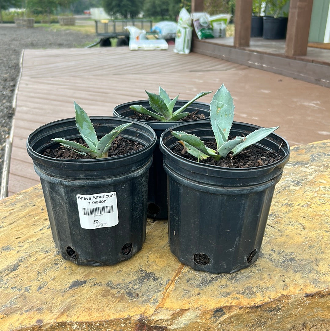 Agave Americana