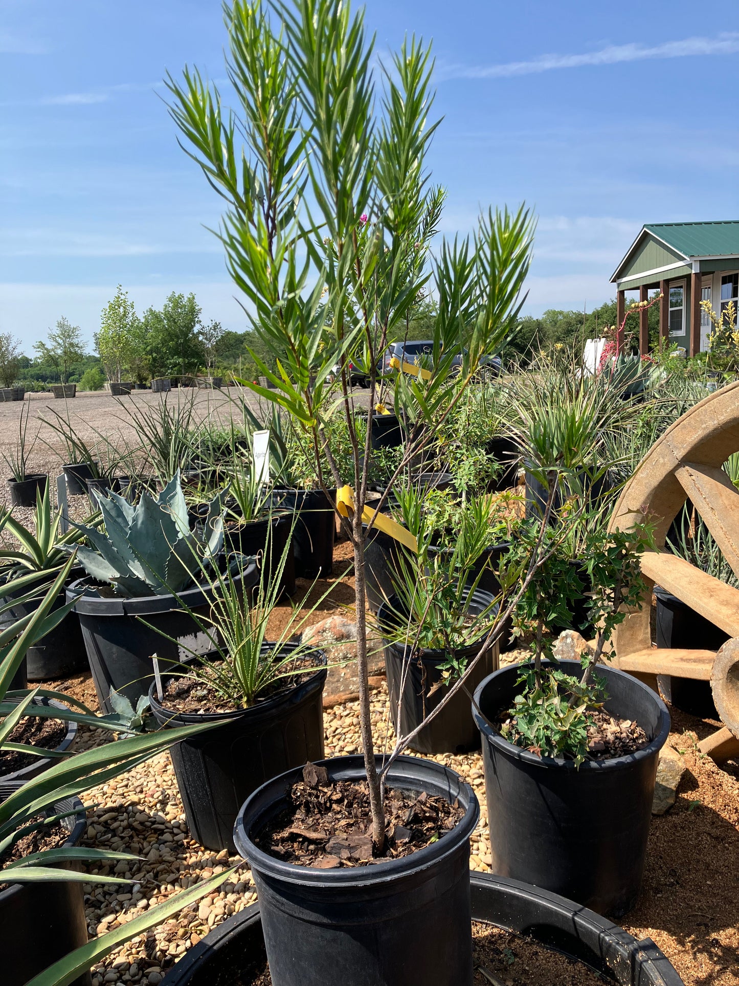 Desert Willow