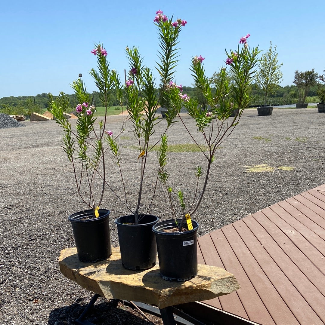 Desert Willow