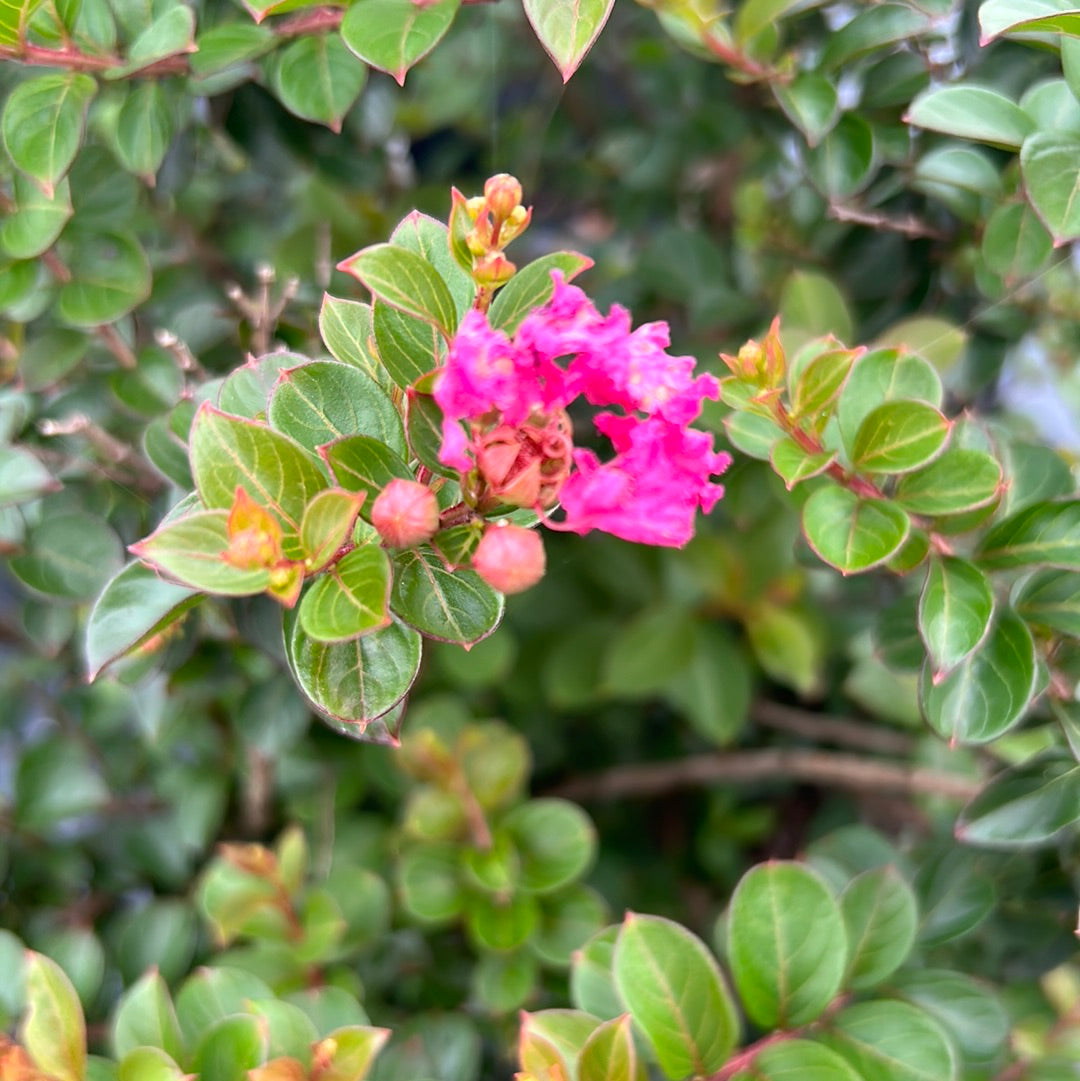 Crape Myrtle Pocomoke