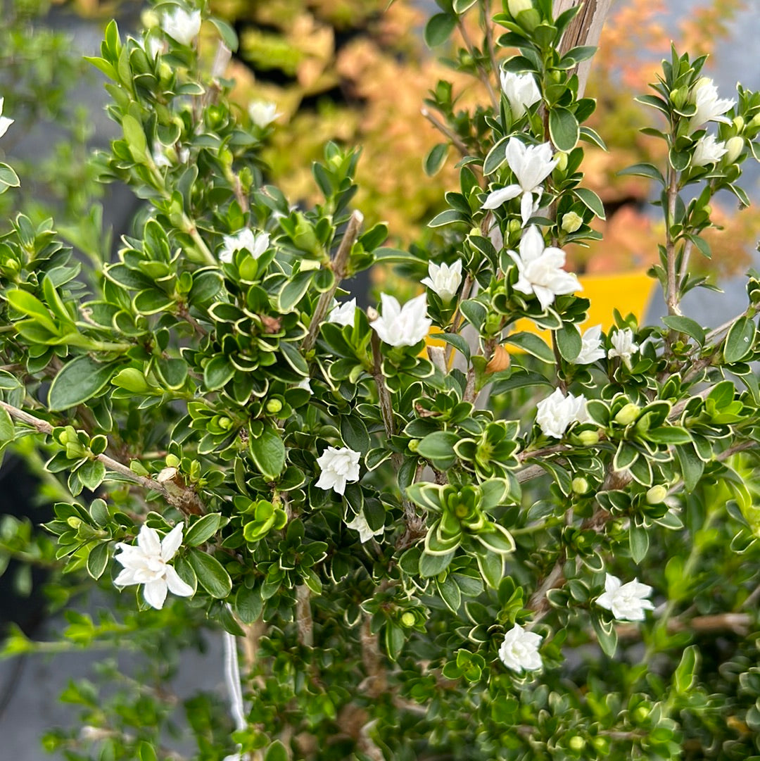 Serissa Variegated