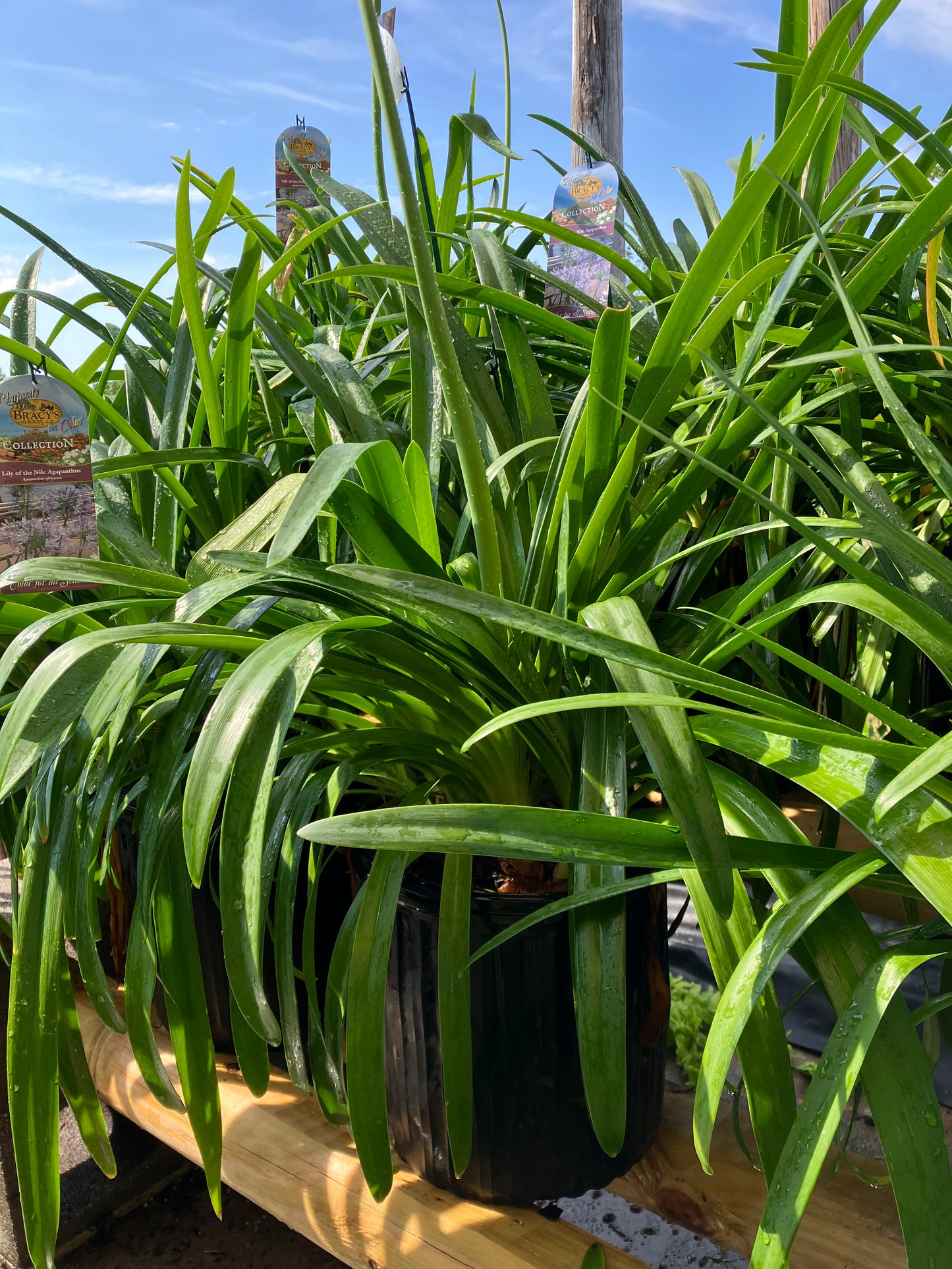 Agapanthus Lily of the Nile