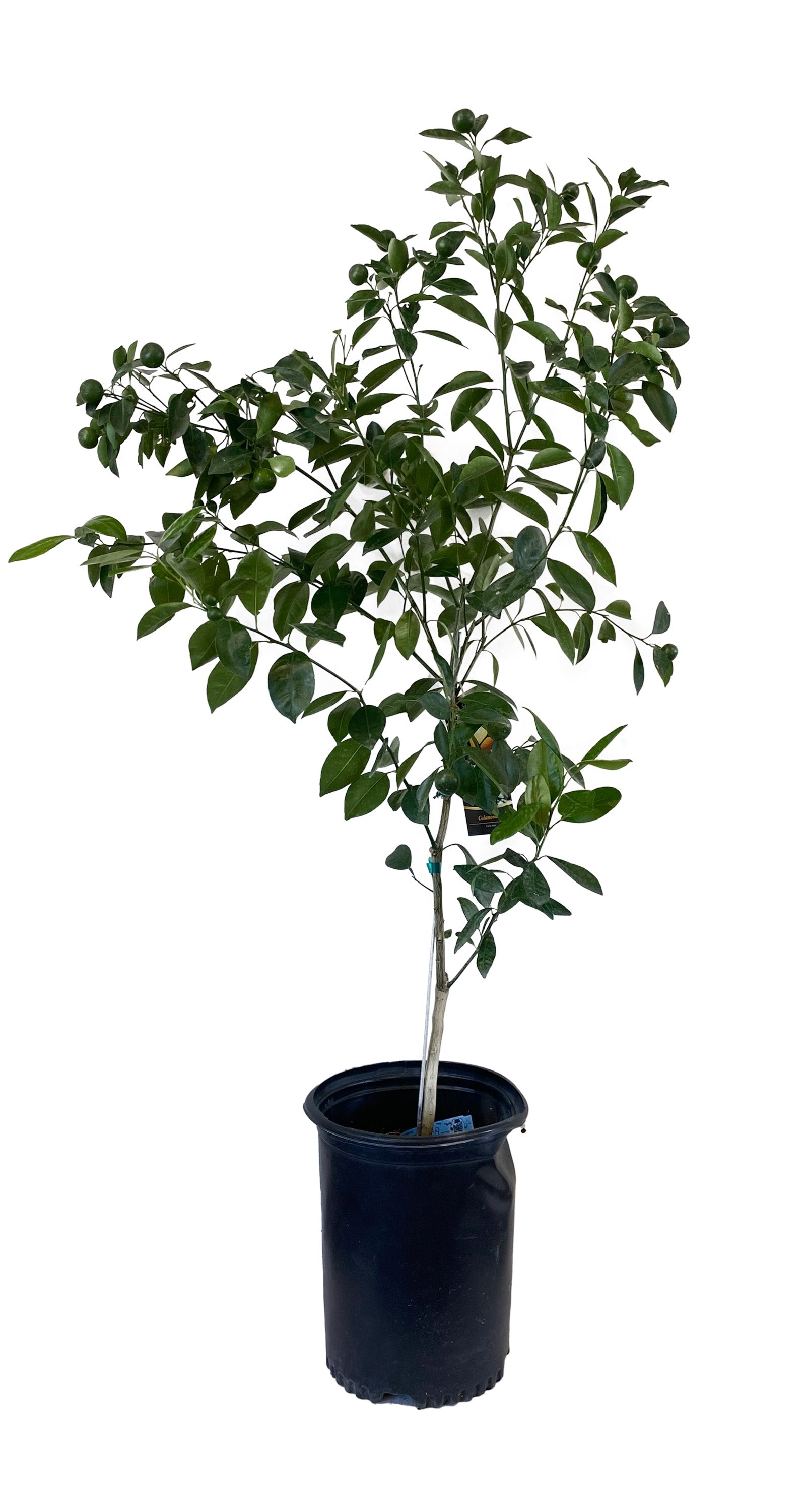 calamondin tree size Calamondin – Texas Tree Farms