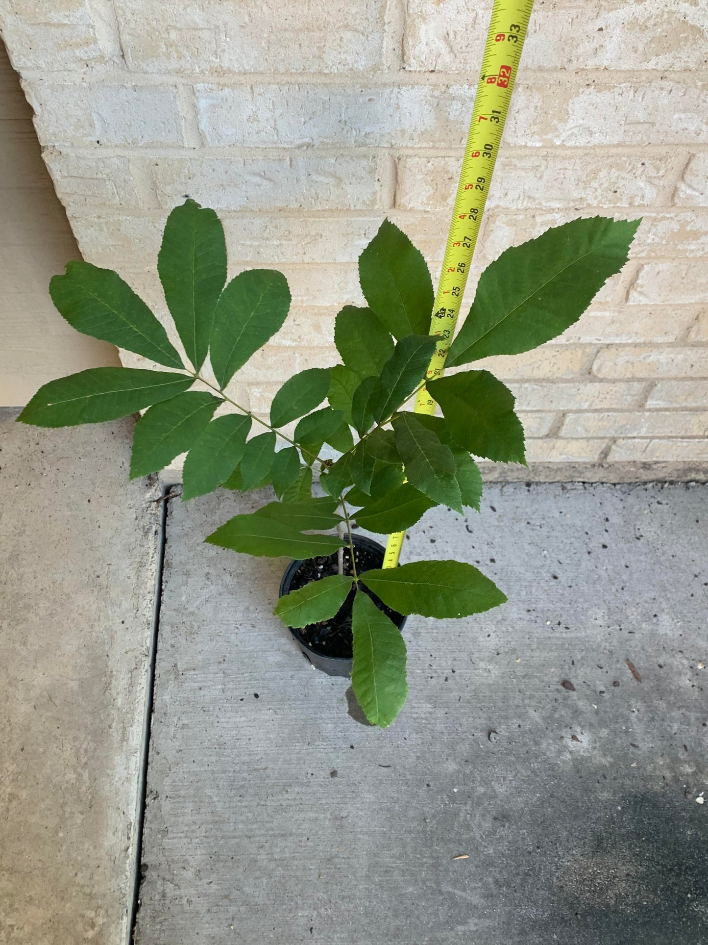 1 Gallon Pecan Tree