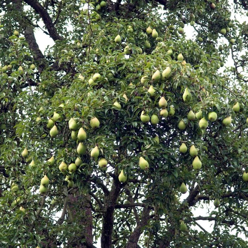 Pear Seckel