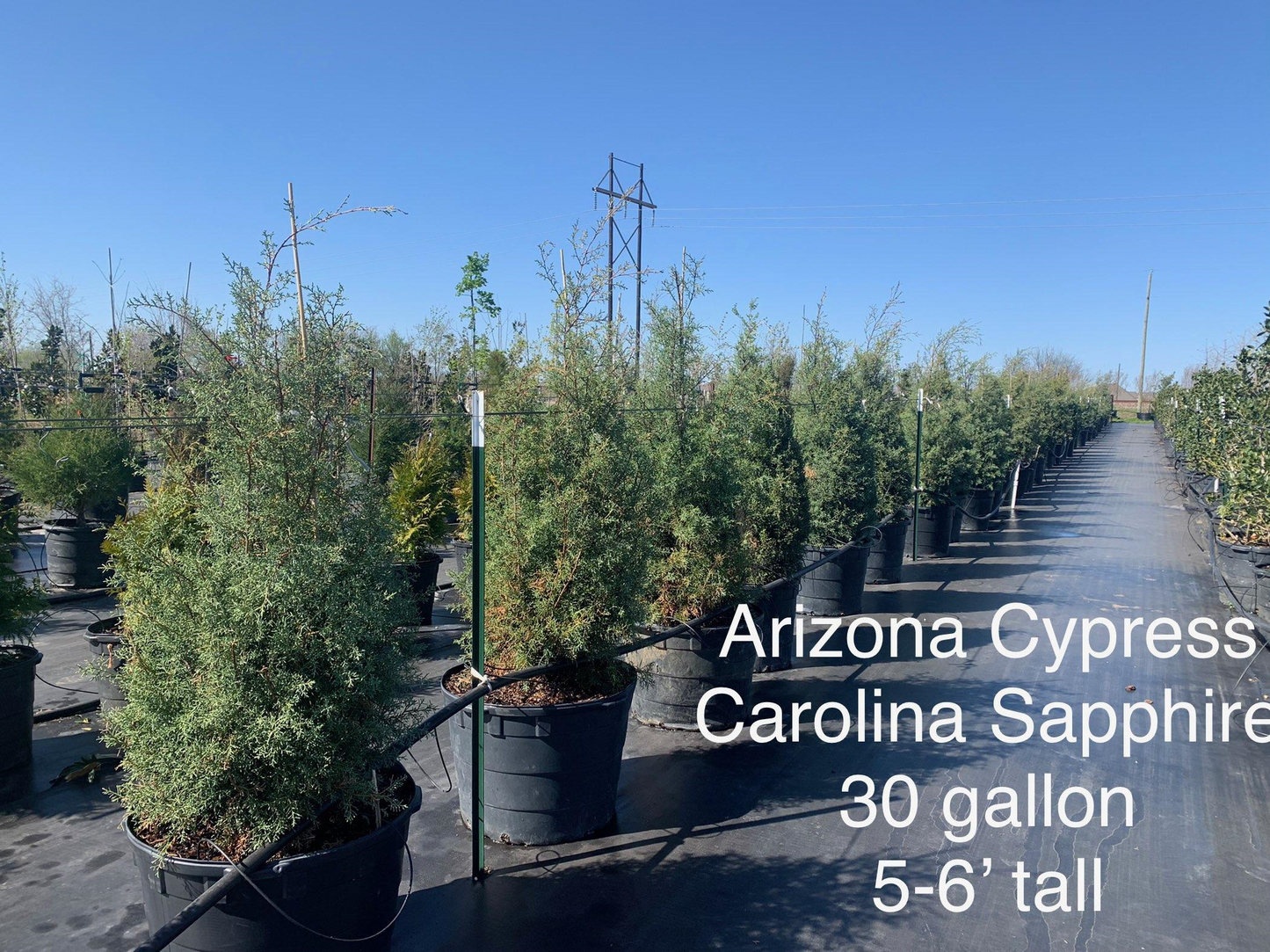 Arizona Cypress Carolina Sapphire