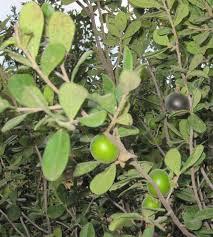 Persimmon Texas Native