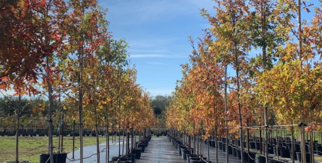 Red Oak