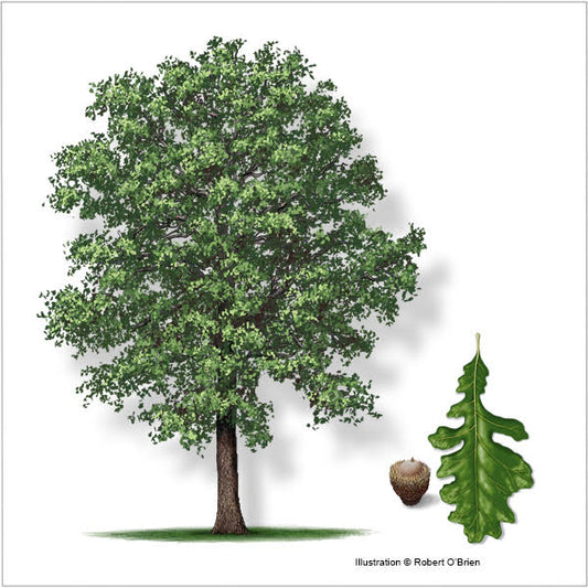 Bur Oaks (Quercus macrocarpa)