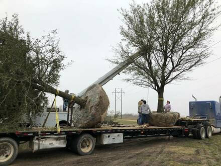 Live Oak (Quercus virginiana)