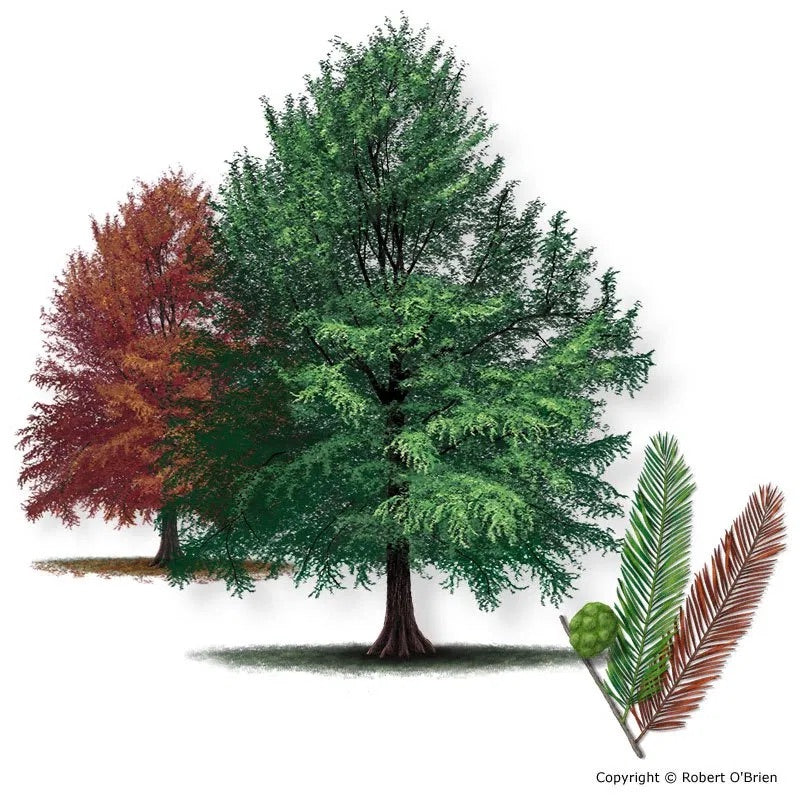 Bald Cypress For Sale | Texas Tree Farms