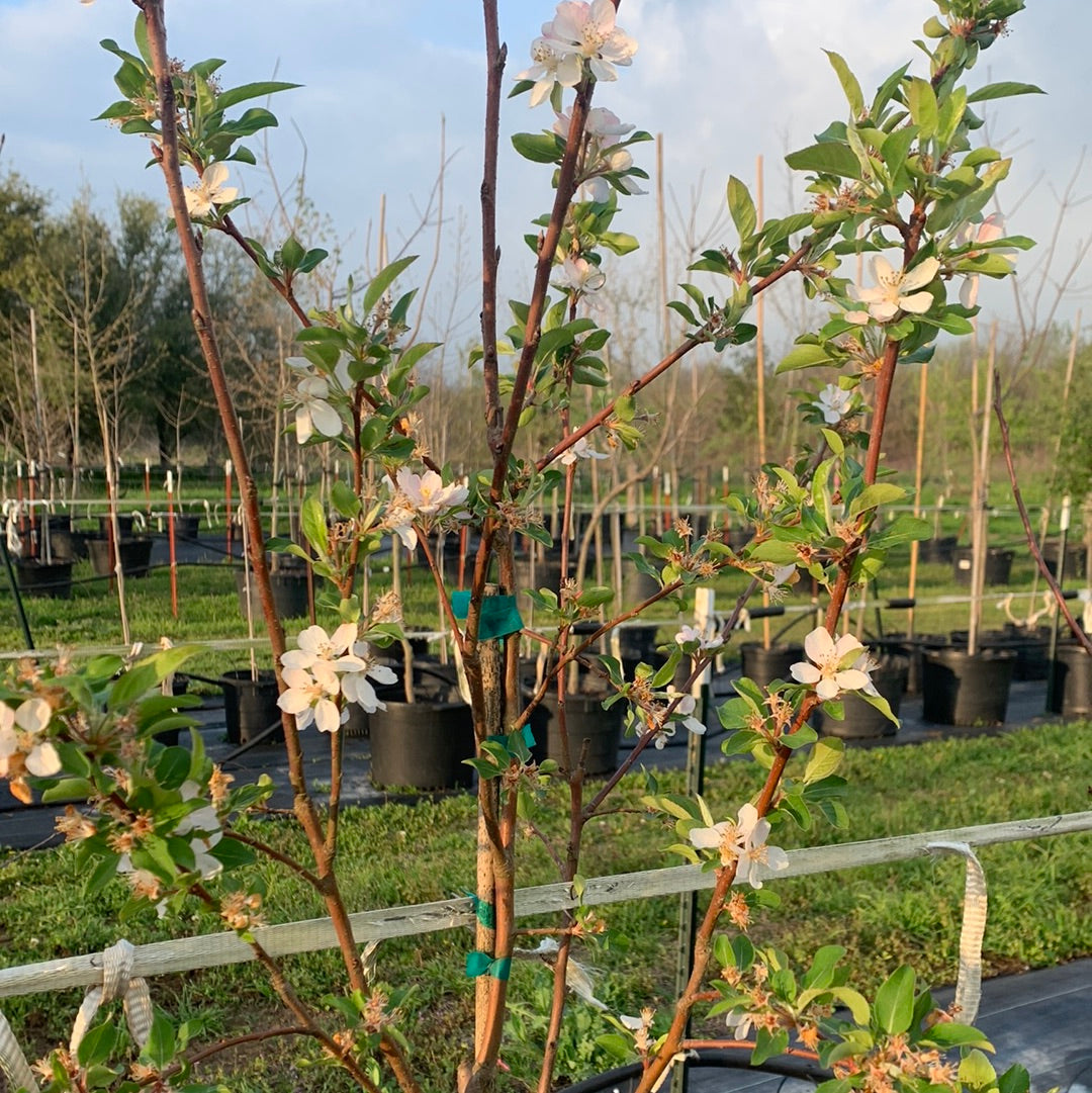 Crabapple Callaway Texas Tree Farms