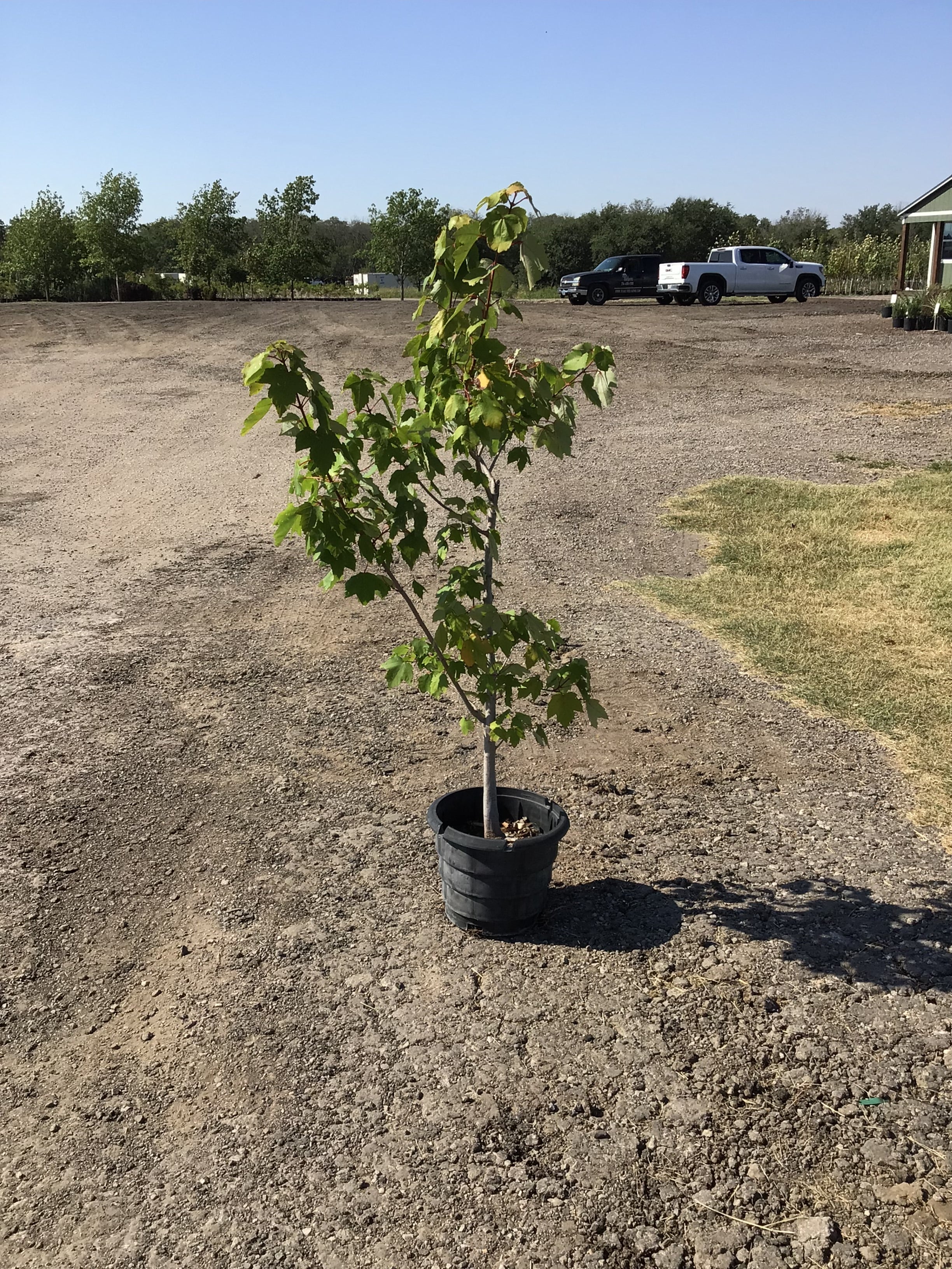 Maple Shantung – Texas Tree Farms