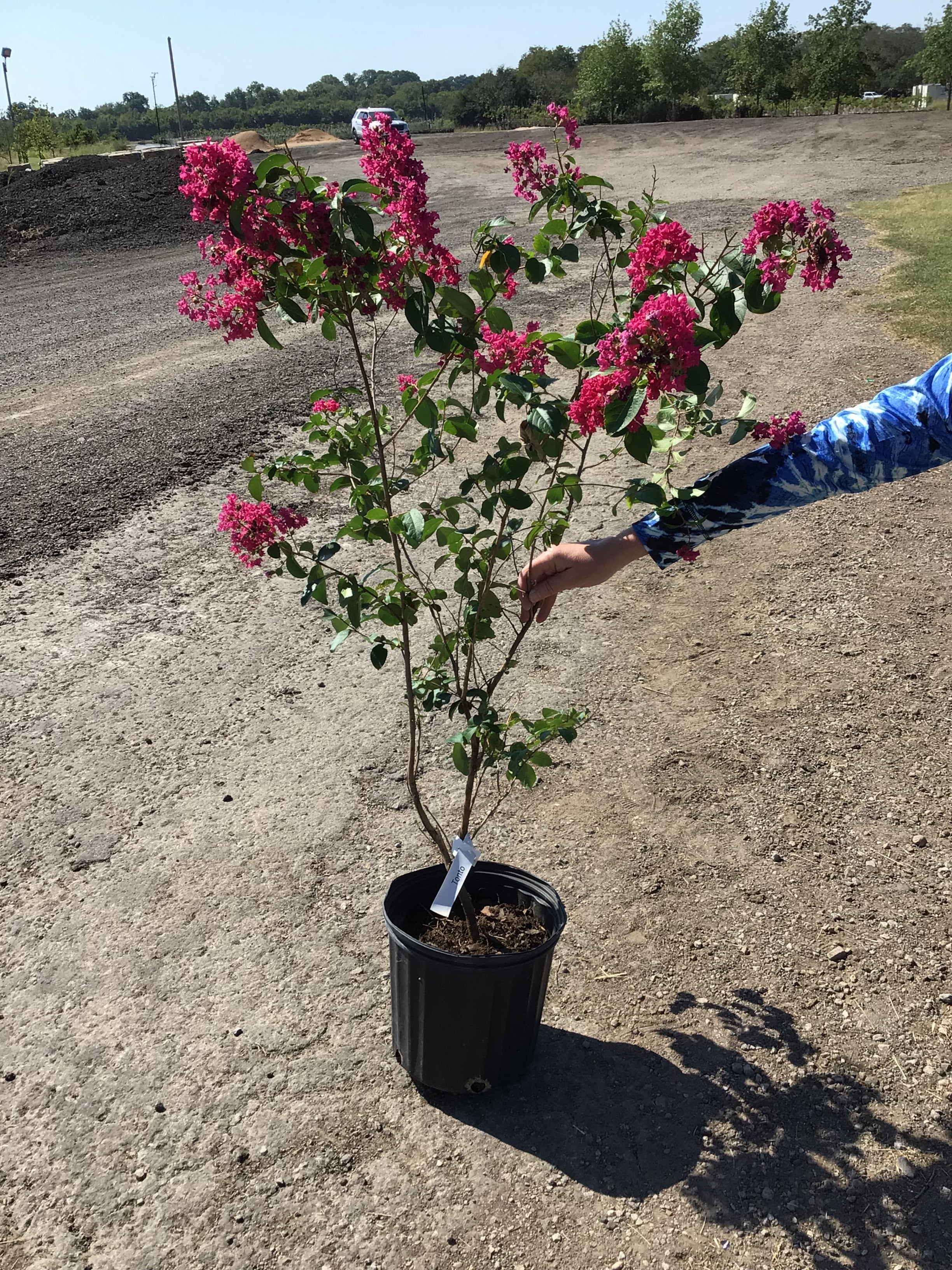 Dwarf crape myrtle hotsell