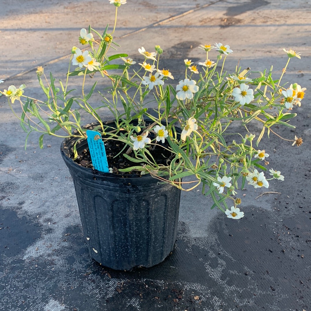 Daisy Blackfoot Texas Tree Farms